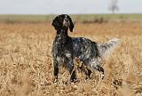 SETTER ANGLAIS 156